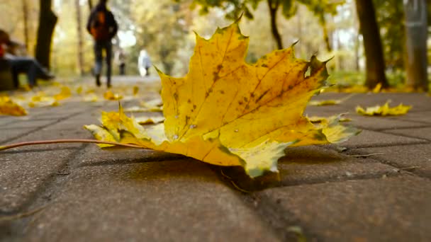 Autumn. Yellow leaves in autumn park — Stock Video