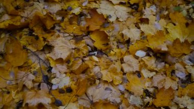 Sonbahar. Sonbahar Park sarı yapraklar