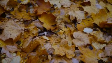 Sonbahar. Sonbahar Park sarı yapraklar