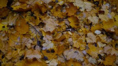 Sonbahar. Sonbahar Park sarı yapraklar