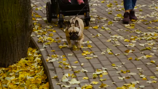Herbst. der Besitzer geht mit seinem Hund spazieren — Stockvideo