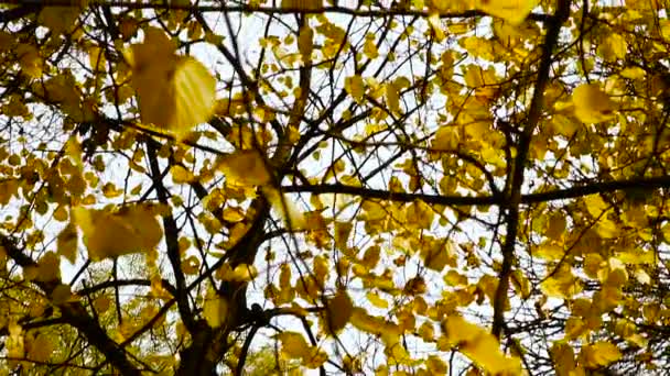Hösten. Gula blad i höst park — Stockvideo