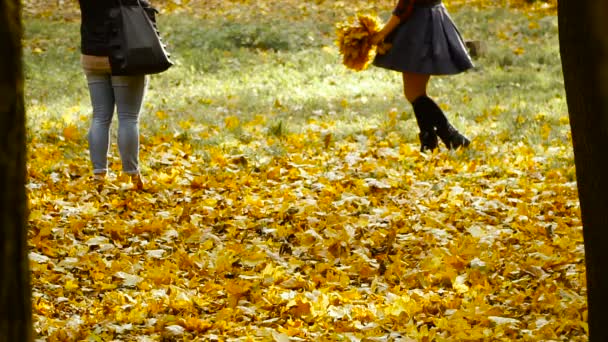 Otoño. Hojas amarillas en el parque de otoño — Vídeos de Stock