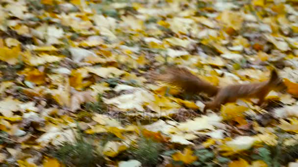 Automne. Feuilles jaunes dans le parc d'automne 