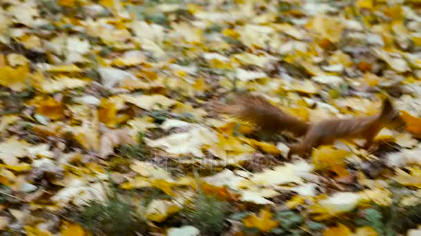 Autumn. Yellow leaves in autumn park — Stock Video