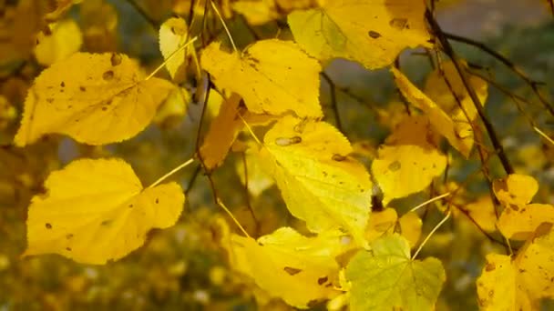 가. 가 공원에 노란 잎 — 비디오