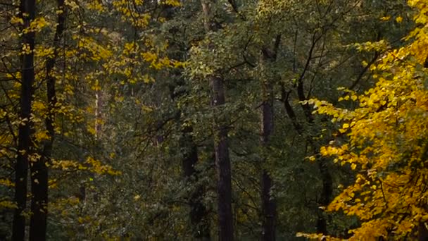 Outono. Folhas amarelas no parque outono — Vídeo de Stock