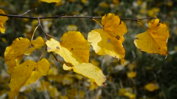 Autunno. foglie gialle nel parco autunnale — Video Stock