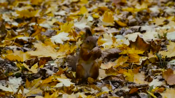 Hösten. Gula blad i höst park — Stockvideo