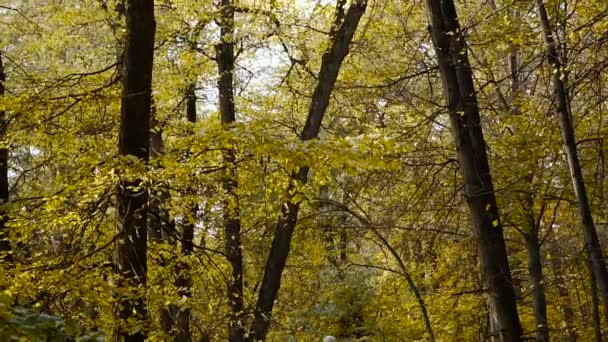 Na podzim. Žluté listy na podzim park — Stock video