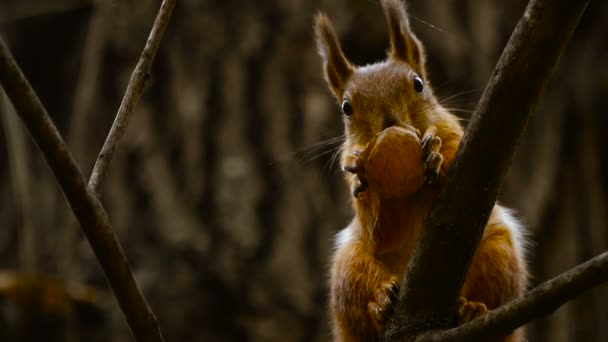 Un écureuil. Portrait d'écureuil très proche de u — Video