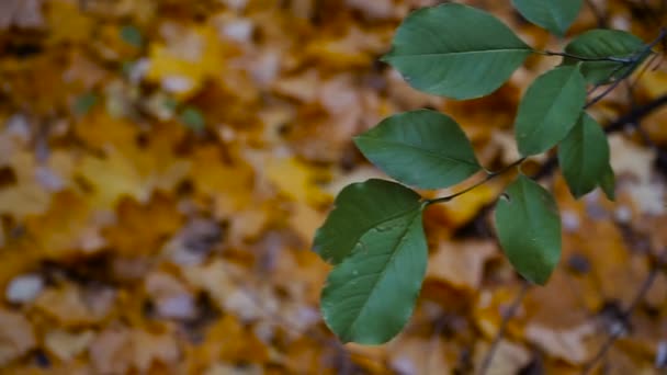 Na podzim. Žluté listy na podzim park — Stock video