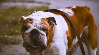 Bulldog. Eski bulldog ile bir top oynarken