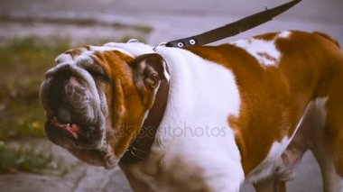 Bulldog. Eski bulldog ile bir top oynarken