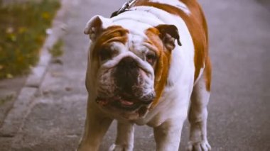 Bulldog. Eski bulldog ile bir top oynarken