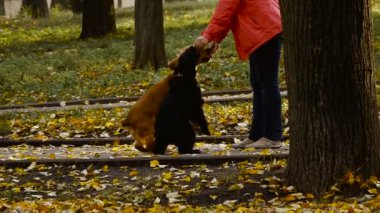 Sonbahar. Sahibi köpeğini yürür