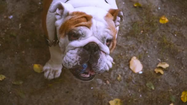 Bulldog. Eski bulldog ile bir top oynarken — Stok video