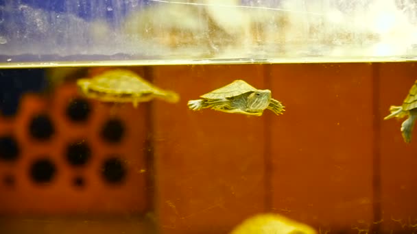 Akvárium. Kis teknősök úszni az akváriumban — Stock videók