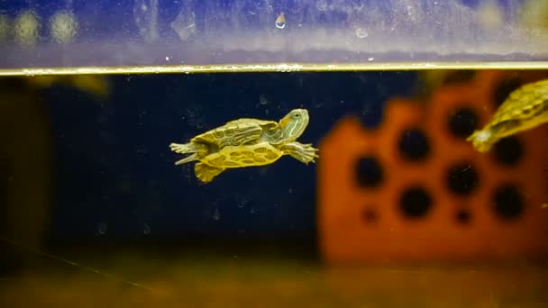 Aquário. Pequenas tartarugas nadam no aquário — Vídeo de Stock