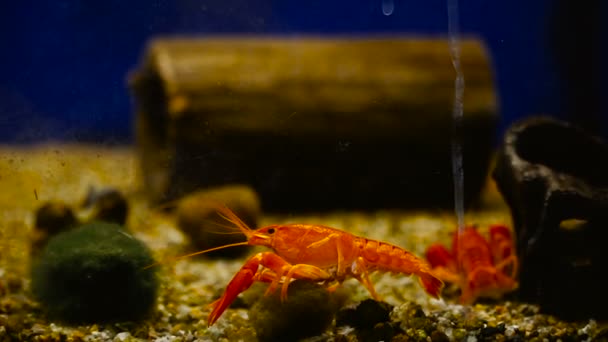 Rode decoratieve kanker drijft in het aquarium — Stockvideo