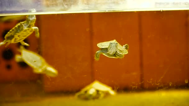 Aquarium. Kleine schildpadden zwemmen in het aquarium — Stockvideo