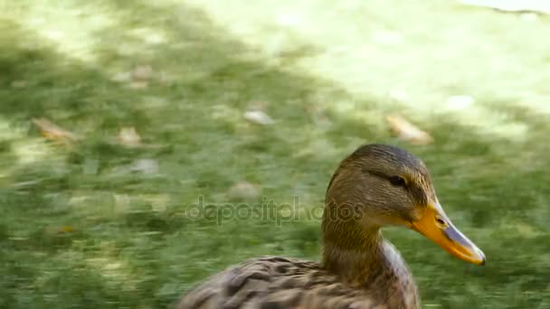 Pato. Un pato camina por un césped verde — Vídeos de Stock