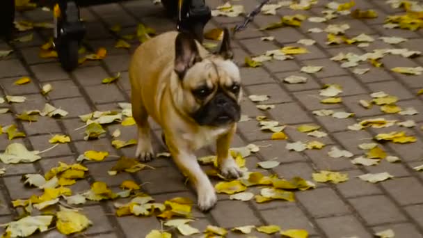 Herfst. De eigenaar loopt zijn hond — Stockvideo