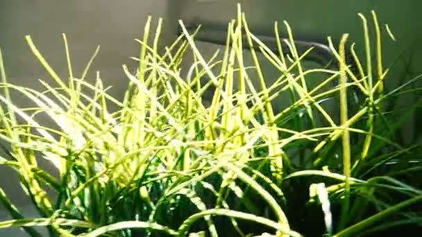 Hierba verde. Maceta con hierba verde — Vídeos de Stock