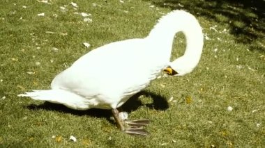 Bir kaz çimlerde yürüyor