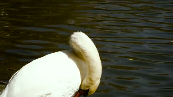 A goose walks on the lawn — Stock Video