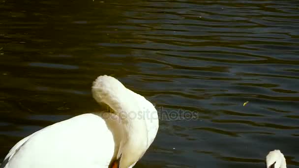 A goose walks on the lawn — Stock Video