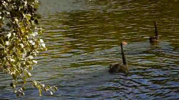 Een gans wandelingen op het gazon — Stockvideo