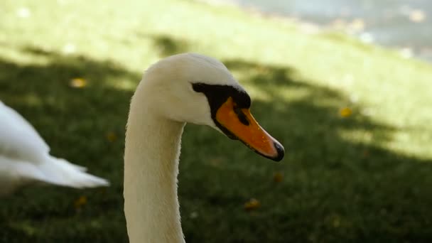 Eine Gans spaziert über den Rasen — Stockvideo