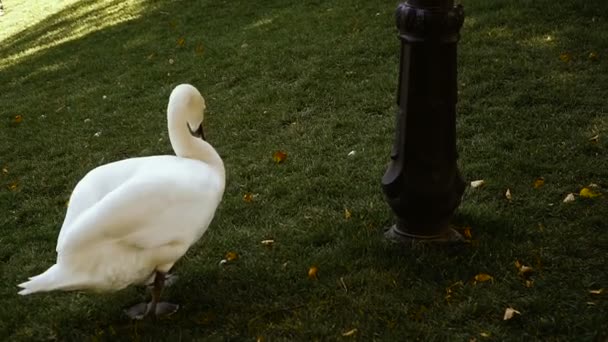 Een gans wandelingen op het gazon — Stockvideo