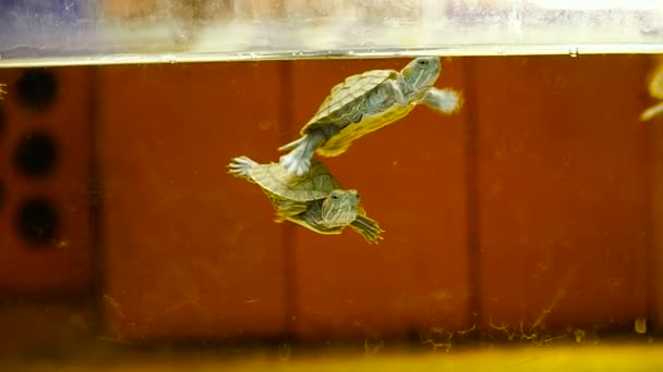 Acuario. Pequeñas tortugas nadan en el acuario — Vídeos de Stock