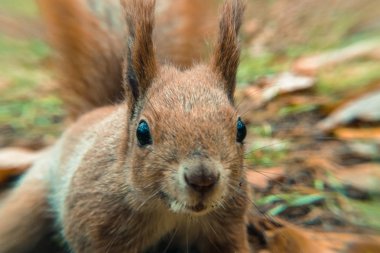 Sincap. Sincap çok yakın çekim portresi