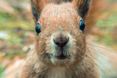 Sincap. Sincap çok yakın çekim portresi
