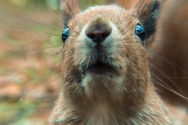Sincap. Sincap çok yakın çekim portresi