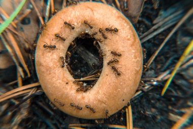 Makro. Karıncalar bir simit bölmek