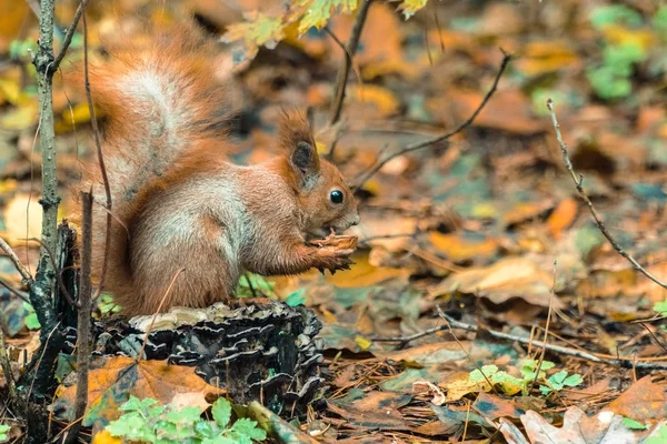 Autumn. Protein eats a nut — Stock Photo, Image