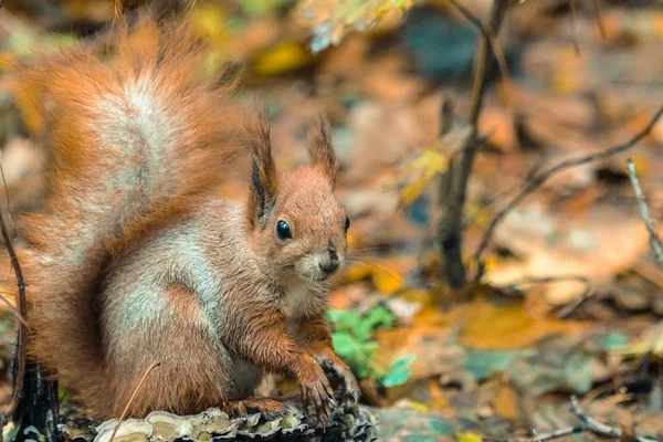 Autumn. Protein eats a nut — Stock Photo, Image
