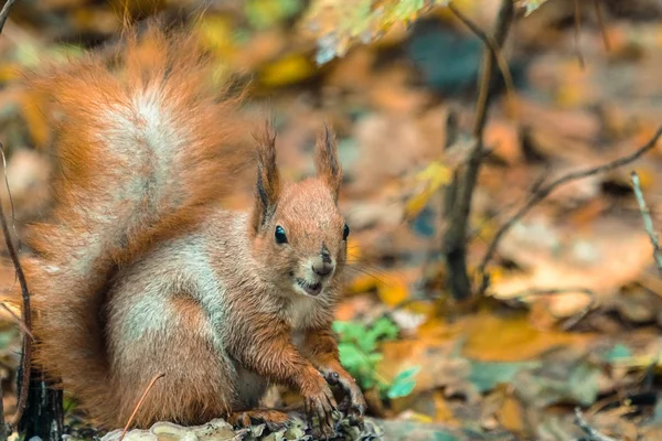 Autumn. Protein eats a nut — Stock Photo, Image