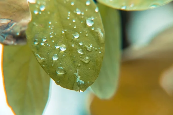 Drops of water on leaves — Stock Photo, Image