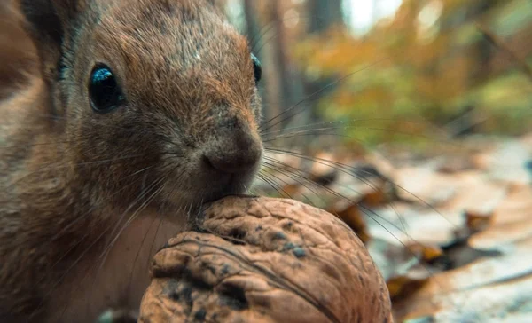 Squirrel. Portrait of Squirrel very close-up — Stock Photo, Image