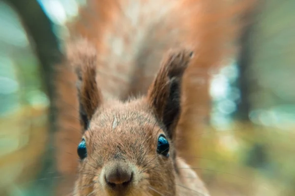 Eekhoorn. Portret van eekhoorn zeer close-up — Stockfoto