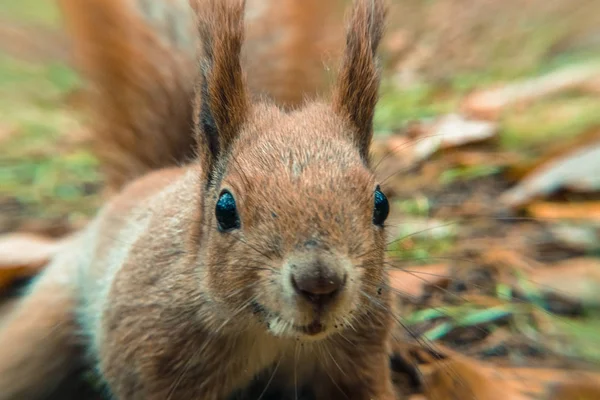 Esquilo. Retrato de esquilo muito de perto — Fotografia de Stock