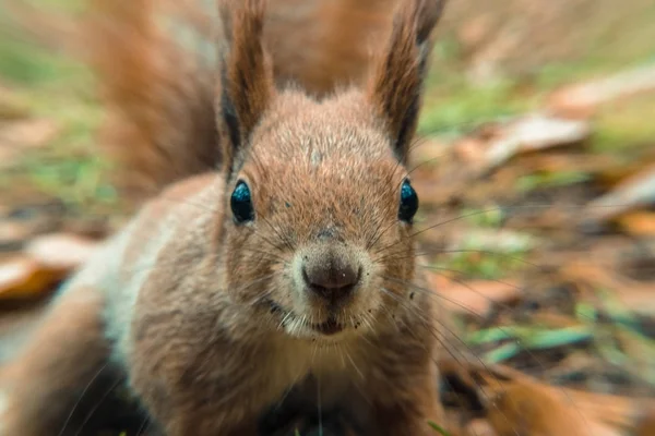 Squirrel. Portrait of Squirrel very close-up — Stock Photo, Image