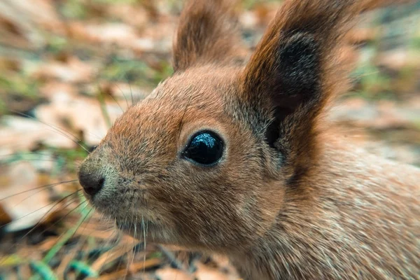 Squirrel. Portrait of Squirrel very close-up — Stock Photo, Image