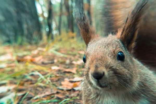 Na podzim. Bílkovin jí ořech — Stock fotografie