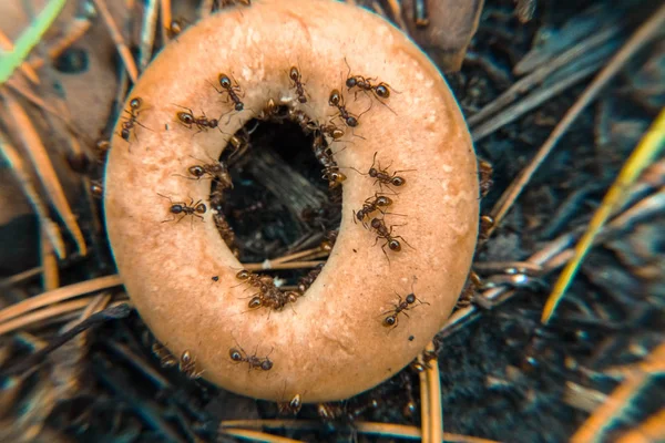 Makro. Mravenci rozdělit bagel — Stock fotografie